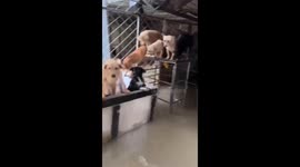 MIRACLE AS DOGS FEARED DROWNED IN CHINA FLOODS ARE DISCOVERED ON ROOF