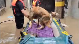 MIRACLE AS DOGS FEARED DROWNED IN CHINA FLOODS ARE DISCOVERED ON ROOF