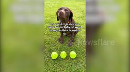 Indecisive couple let their dog choose their baby's name