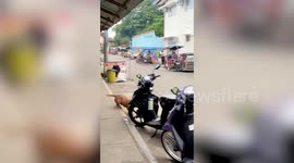 Escaped pet bulldog dodges men trying to catch him outside market