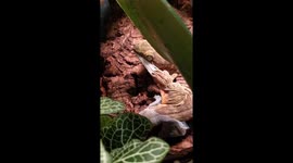Gecko Removes Molted Skin