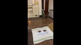 Cats Create a Dinner Disaster