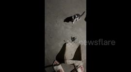 The Battle of the Cat and the Bat in Henan, China