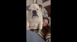 Bulldog Doesn't Believe in Personal Space