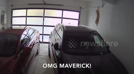 Curiosity almost killed this cat: Feline yells as it dangles from garage railing