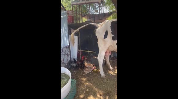 Granja organica produce huevos organicos de gallina de una manera muy especial