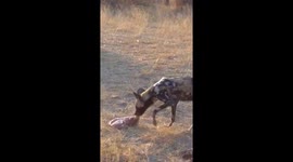hyena eating the stomach of a zebra in south africa