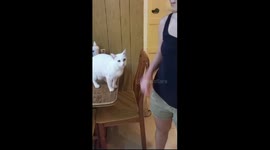 Deaf Cat Politely Asks For Pets