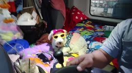 Cute pet dog wears pink hat and yellow shades inside moving truck