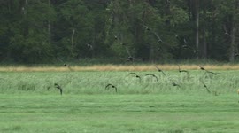 Women use microlight to train Ibis birds to fly south for the winter