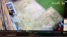 Woman's quest to shoo away foxes from her garden ends in a CHAO-trip way