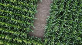Views above farm land-corps-windmill- Windsor Ontario in the country side, seeing the world above