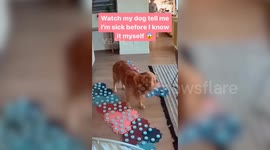 A woman gave her dog buttons that allowed him to talk and now he can predict when she will get sick