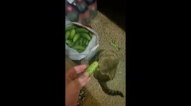 Cucumber connoisseur cat: Tolik's taste test of humanitarian aid in Borodyansky District