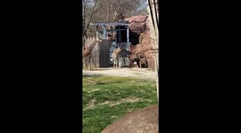 Ostrich banging into rock wall after feeling threatened by two giraffes