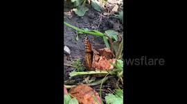 Dying Monarch Butterfly proves that forest fires and storms  cannot stop her from making her long journey home to me