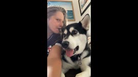 The recipe to true happiness for my  3 Alaskan Malamutes is food, dog walks and cuddles