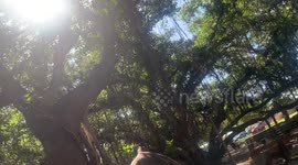 Maui Lahaina before Wildfire | 150 year old Banyan Tree in center of Maui now burned | Wildfire destroyed most of Lahaina in Hawaii on Maui