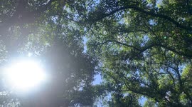 Maui Lahaina before Wildfire | 150 year old Banyan Tree in center of Maui now burned | Wildfire destroyed most of Lahaina in Hawaii on Maui