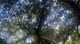 Maui Lahaina before Wildfire | 150 year old Banyan Tree in center of Maui now burned | Wildfire destroyed most of Lahaina in Hawaii on Maui