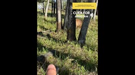 Intense Close Encounter with Bear