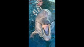 Dolphin Tells A Riveting Story