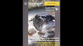 Tourist Save Trapped Sea Turtle in Bali