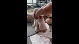 Shih Tzu Gets A Hair Trim