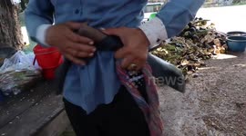 Farmer climbs up sugar palm tree using bare hands and fee