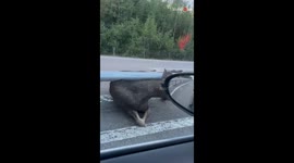 Helpless moose finds himself in BEASTLY trouble after getting stuck under barriers