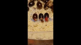Two spotted assassin bug hatching from egg good quality video
