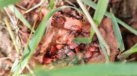 Nest of pyrrhocores (or gendarmes). Paris suburb, Forest of Marly, France. #Urban wildlife. 13 aug 2023