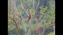 Kingfishers enjoyed morning in Tanah Datar District, West Sumatra, Indonesia, on August 13, 2023.