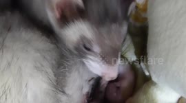 Mother ferret giving birth to her first litter of babies. Lots of squeaking.