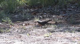 Grey-crowned Babbler birds cooperate to renovate their high-rise sleeping nest in a gum tree