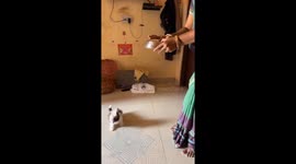 Playful Shih Tzu's antics: impatient pup joins Rajasthani family's culinary adventure!