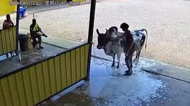 Farmer takes cow to carwash for refreshing bath
