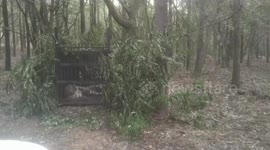 Leopard which attacked six-year-old, captured in southern India