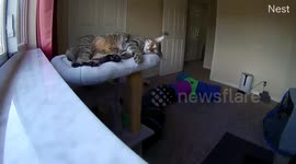 Buddy the Cat Turns Into Liquid