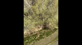 paisaje del Rio Sonora a su paso por area verde arboleda y alameda  el Gavilan municipio de Ures Sonora