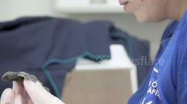 First Birth Of Sea Turtles In Incubators In Spanish Aquarium in Valencia, Spain