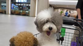 Poodles in a Trolley posing for the camera at Pet Expo 2023 in Bangkok