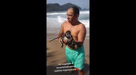 Incredible moment man rescues struggling PENGUIN from waves in Brazil