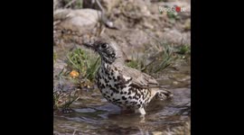 'You can watch this all day!' - Cute Mistle Thrush taking bath in a water puddle