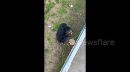 Chimpanzee kindly returns dropped toy to tourist