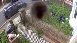 Bee in a trap..my blink cctv caught this bee trying to enter it