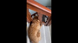 Labradoodle Loves to Sleep on Stairs
