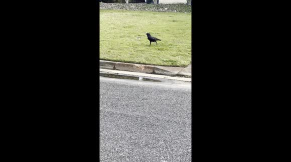 Clever Australian bird (crow) softens chip in puddle of water to make it easier to eat