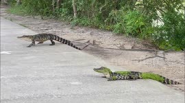 Alligators Cross Through Alligator Alley