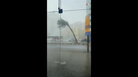Palm tree bends and breaks from the pressure of heavy rain in Sharjah, UAE